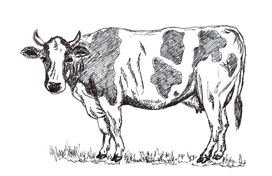 Hand drawn cow pencil illustration black and white
