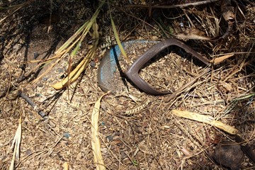 Lone flip flop in undergrowth partially exposed to sunlight