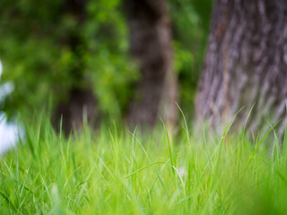 Nature green background . Grass and tree trunk with copyspace
