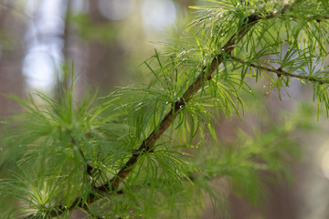 Fototapeta premium Green tree branch with dew drops. Background