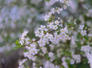Cherry blossom branch. Spring background white end green