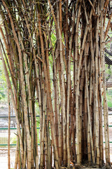 Bamboo Texture 1