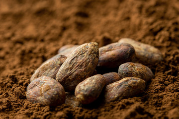 Roasted unpeeled cocoa beans sitting in cocoa powder. Blurred background.