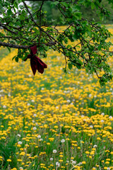 tree in a field of yellow flowers