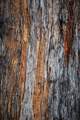 Tree Bark Skin 4