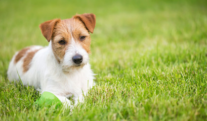 Lazy resting happy pet dog puppy laying in the grass, web banner, summer background with copy space