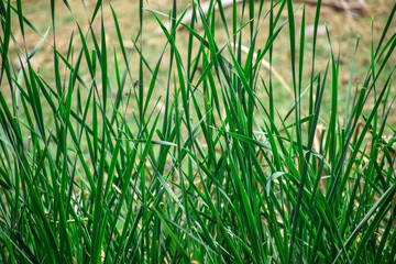 Obraz premium Typha orientalis