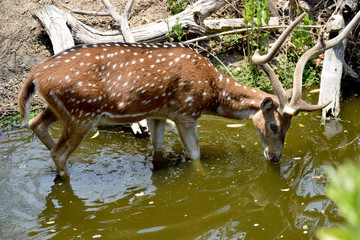Visayan spotted Deer in Water