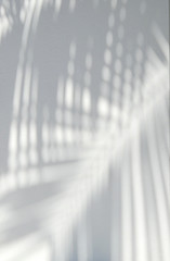 shadow palm leaves on white wall