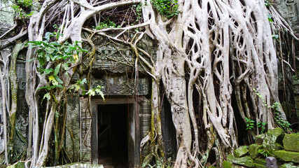 Massive tree root growing on the famous monument – Ta Prohm Temple, displaying the battle between nature and architecture. (Angkor Wat, UNESCO World Heritage Site, Siem Reap, Cambodia)