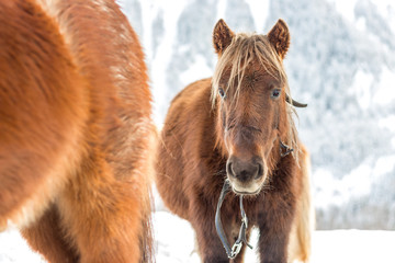 Two horses in the snow