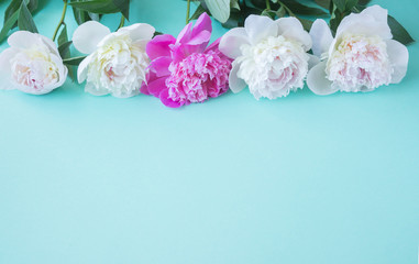 Fresh peony flowers on mint paper background, spring minimalism