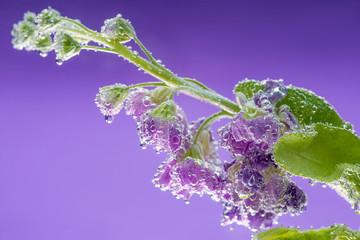 beautiful purple flowers with dew drops on petals on violet background, close-up 