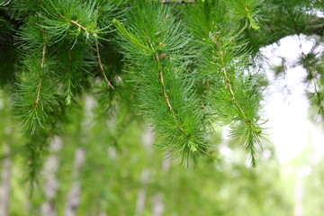 spruce branch with green needles close-up