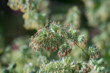 flowering dactylis glomerata, cock's foot, grass macro