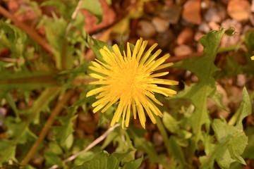 Taraxacum dandelion flower