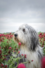 Portrait of bearded collie, who is sitting in shamrock