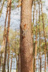 Red squirrel sitting on a tree in the forest.
