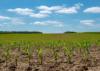 Fototapeta na wymiar organic cereal fields in the countryside