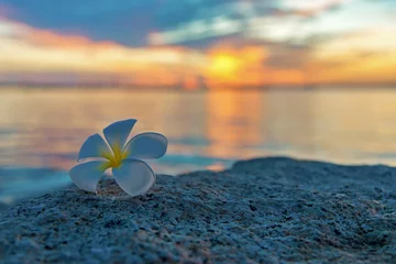  Tropische frangipani witte bloem in de buurt van het zonsondergangstrand. bloemen kuuroord. Ruimte kopiëren. © freebird7977