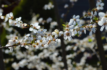 Kirschblüte