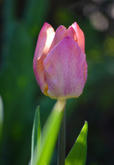Fototapeta premium Tulip