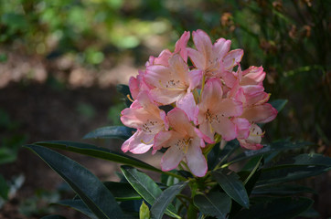 Blume
