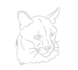 lioness portrait vector illustration, lines drawin
