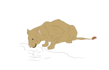 vector illustration of a lioness who drinks water, colored