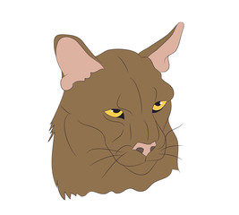 lioness portrait vector illustration, color drawing