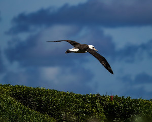 Albatross mating, nesting, and in flight the Peace and Grace of the Albatross gliding above deep blue seas and in cloudy blue skies large wing spans perfect portrait of calm, grace, peace
