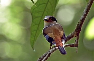 A cutie bird watching camera