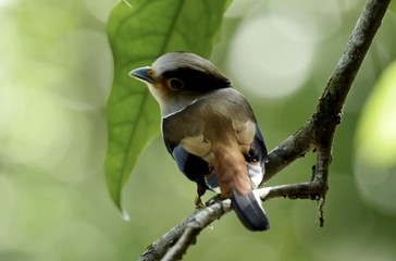 A cutie bird watching camera