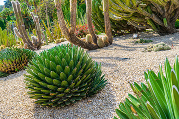 Cactus park in Barcelona
