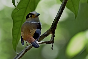 A cutie bird watching camera