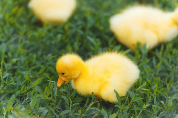 A small cute yellow duckling on green grass