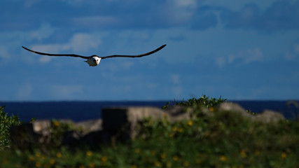 Naklejka na ściany i meble Albatross mating, nesting, and in flight the Peace and Grace of the Albatross gliding above deep blue seas and in cloudy blue skies large wing spans perfect portrait of calm, grace, peace