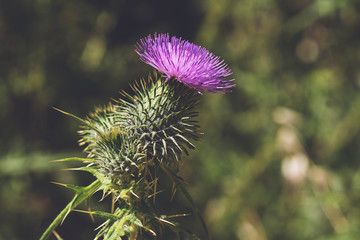 prickly thistle blooming closeup outdoor horizontal