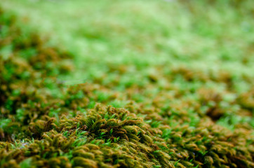 スギゴケ   ヒノキゴケ