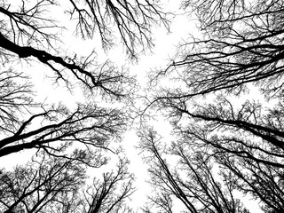 Tree branches on the bright sky like a dome