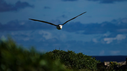 Albatross mating, nesting, and in flight the Peace and Grace of the Albatross gliding above deep blue seas and in cloudy blue skies large wing spans perfect portrait of calm, grace, peace