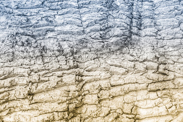gradient tree bark from blue to gold
