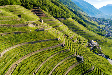 Valtellina (IT) - Bianzone - Vista aerea dei vigneti di Nebbiolo