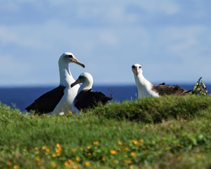 Fototapeta premium Albatross mating, nesting, and in flight the Peace and Grace of the Albatross gliding above deep blue seas and in cloudy blue skies large wing spans perfect portrait of calm, grace, peace
