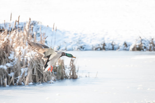 duck landing on ice
