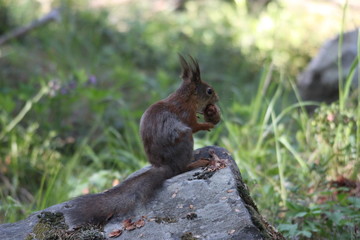 A squirell in a tree