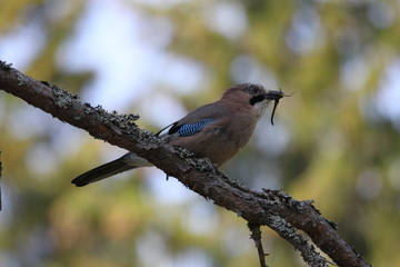  A eurasian jay sitting on a branch