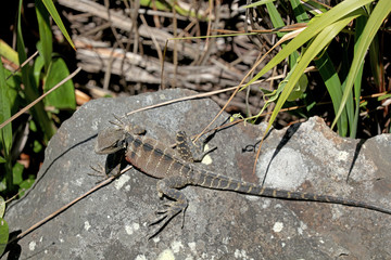 Echse in Australien