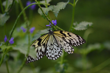 butterfly
