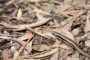 Echse in Australien